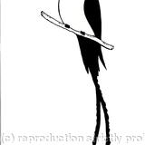 Doctorbird Services Limited logo - Zigg scroll and brush inks with photoshop CS2 tidying.