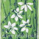 Daffodils