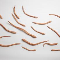 eel's 