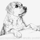 Expectation - Pencils