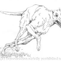A Hare's Tale: Greyhound