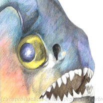 Red Piranha