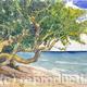 Grapetree