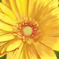 Daisy Burst