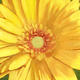 Daisy Burst