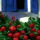 Blue Window Roses | | | Oil Blue Window Roses