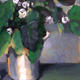 Violet Cuttings | | | Oil Violet Cuttings