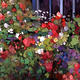 Flower Box Window | | | Oil Flower Box Window