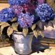 Blooms in a Bucket