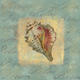 Spa Sea Shell 3