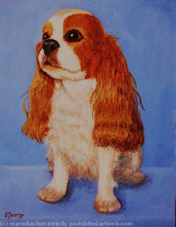 King Charles Spaniel 