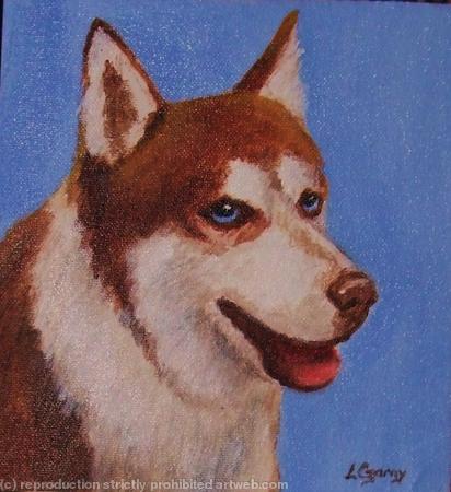 Siberian Husky 