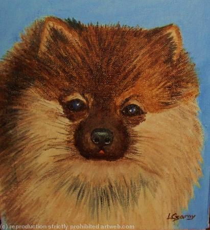 Pomeranian 