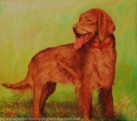 Irish Setter
