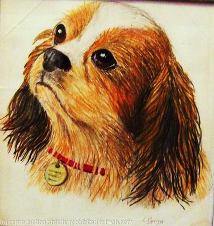 King Charles Spaniel 