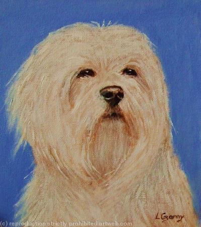 Maltese 