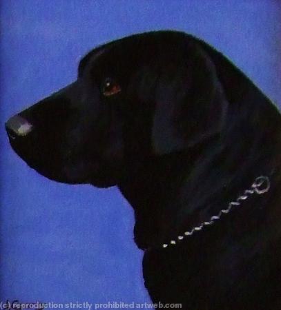 Labrador 