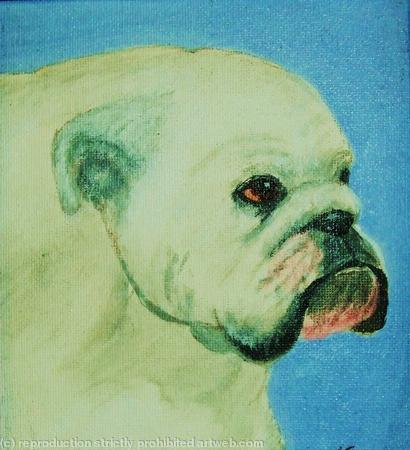 Bulldog 