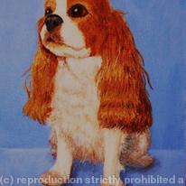 King Charles Spaniel 