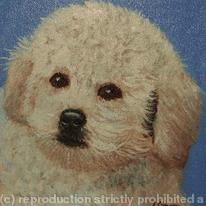 Bichon Frise Freddie