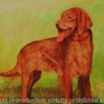 Irish Setter