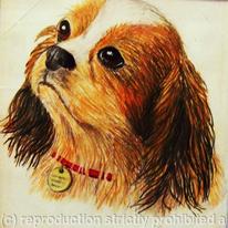 King Charles Spaniel 