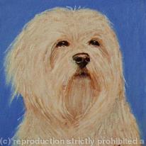 Maltese 
