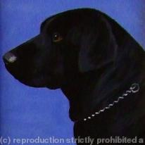 Labrador 