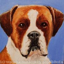 Boxer 