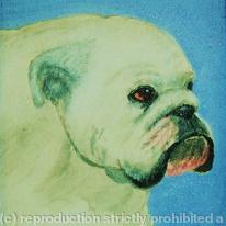 Bulldog 