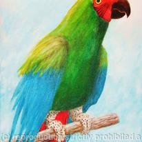 Polly