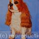 King Charles Spaniel…