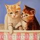 Cute Kittens