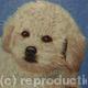 Bichon Frise Freddie