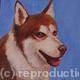 Siberian Husky 