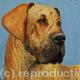 Great Dane 