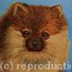 Pomeranian 