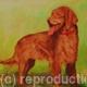 Irish Setter