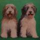 Collie Brothers