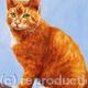 Ginger Cat
