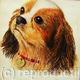King Charles Spaniel…
