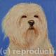 Maltese 