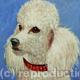 Poodle