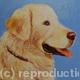 Retriever 