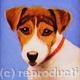 Jack Russell 
