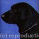 Labrador 