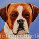 Boxer 