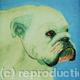 Bulldog 