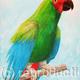 Polly
