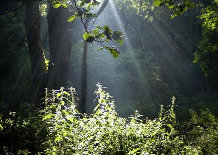 Nettles bathing in sunlight, Nant-y-coed woods
